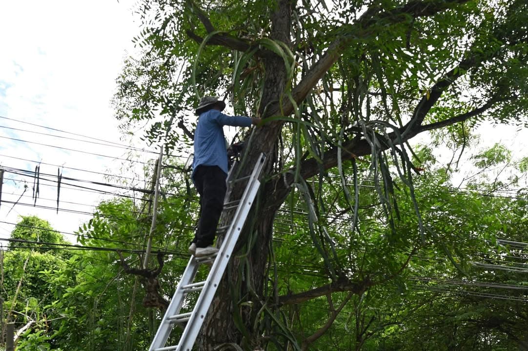 เทศบาลเมืองบางรักน้อย ลงพื้นที่ปรับปรุงภูมิทัศน์ในเขตเทศบาล ภาพที่ 27