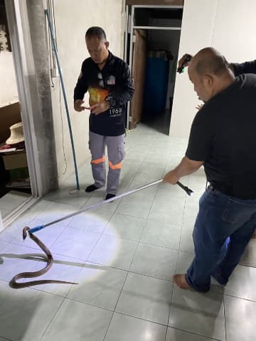 งานป้องกันและบรรเทาสาธารณภัย รับแจ้งเหตุจับสัตว์เลื้อยคลาน ภาพที่ 1